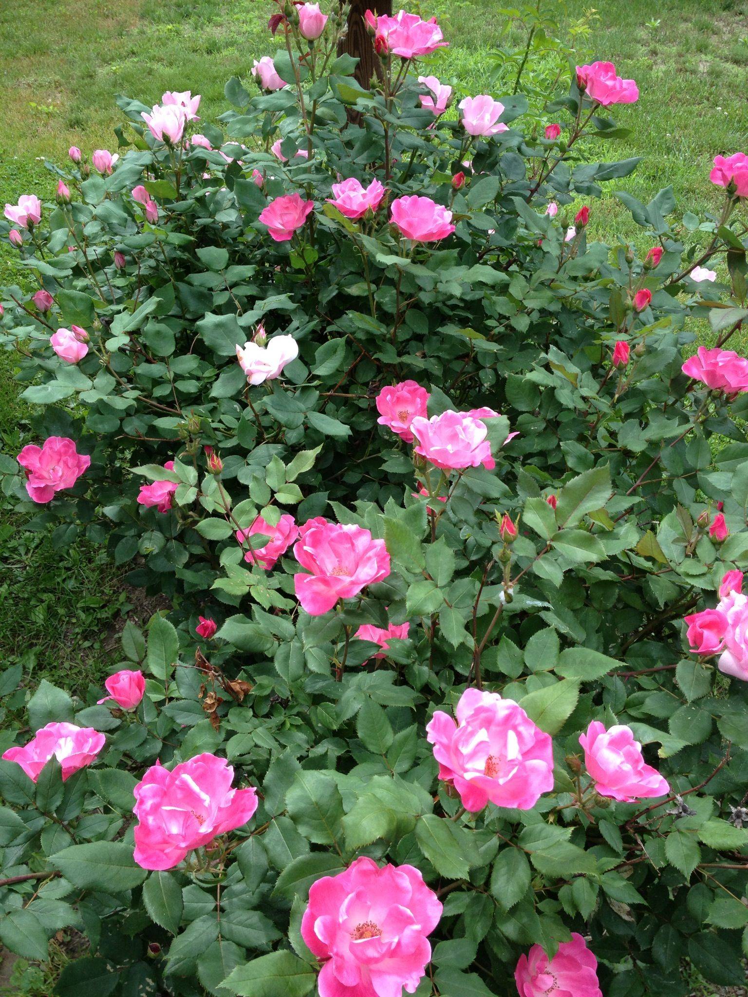 Knockout Rose Garden Design Ideas