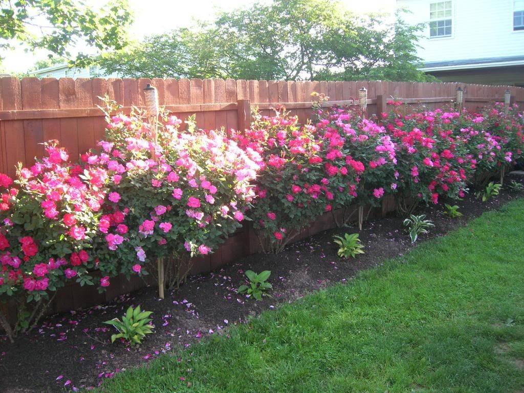 Knockout Roses And Salvia Front Yard Landscaping Landscaping Trees