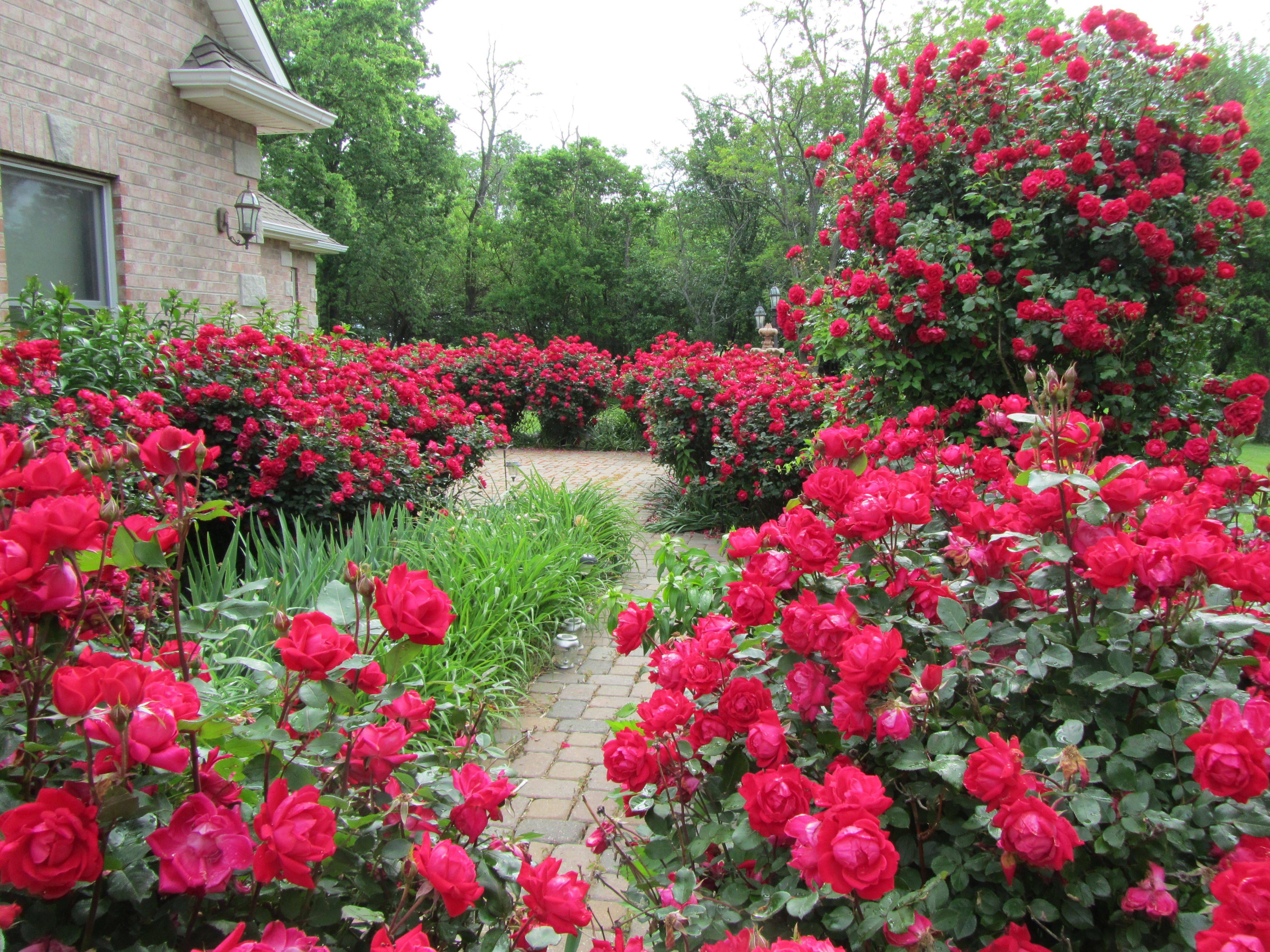 Knockout Roses And Salvia Front Yard Landscaping Landscaping Trees