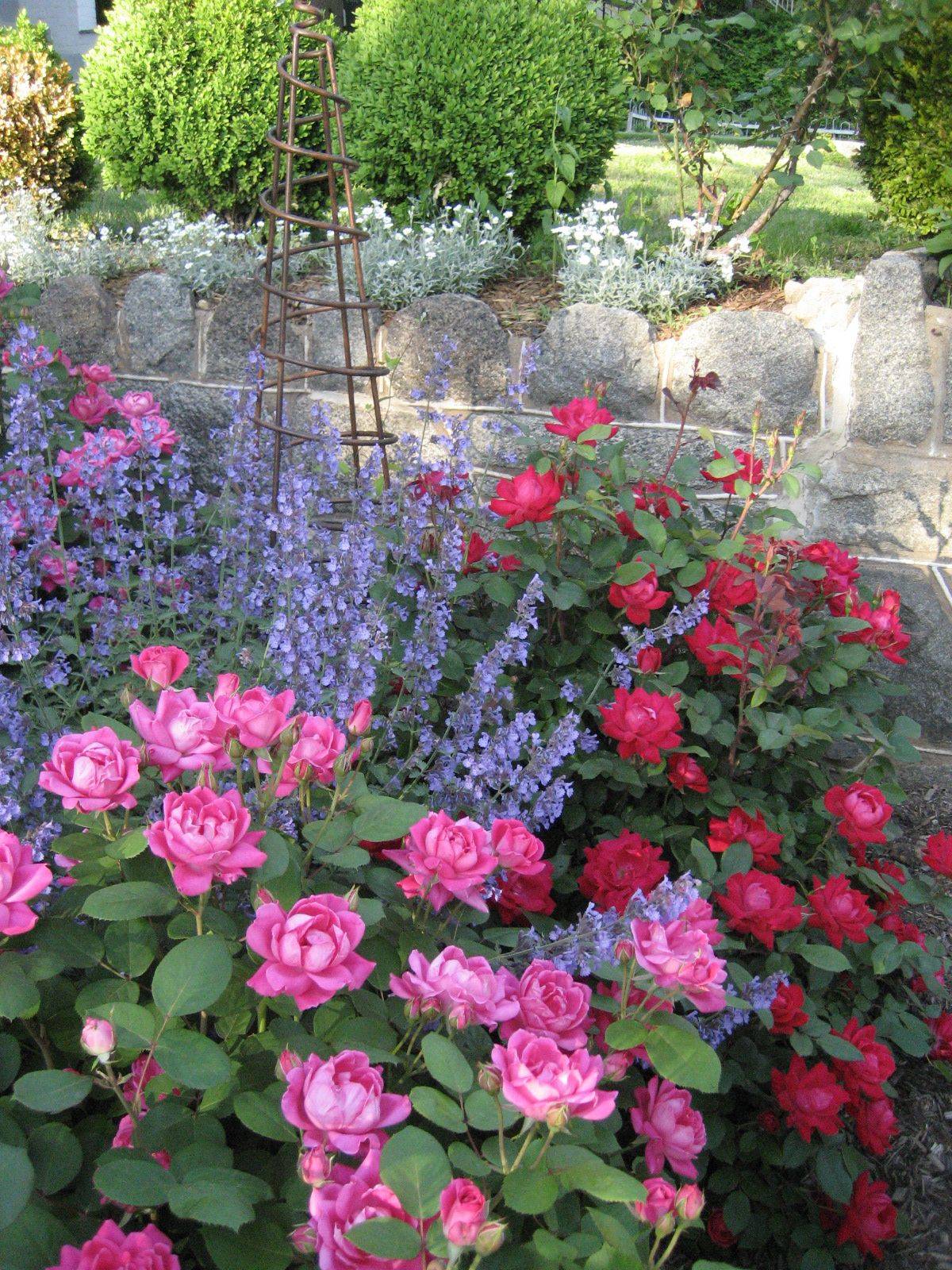 Purple Wave Petunias