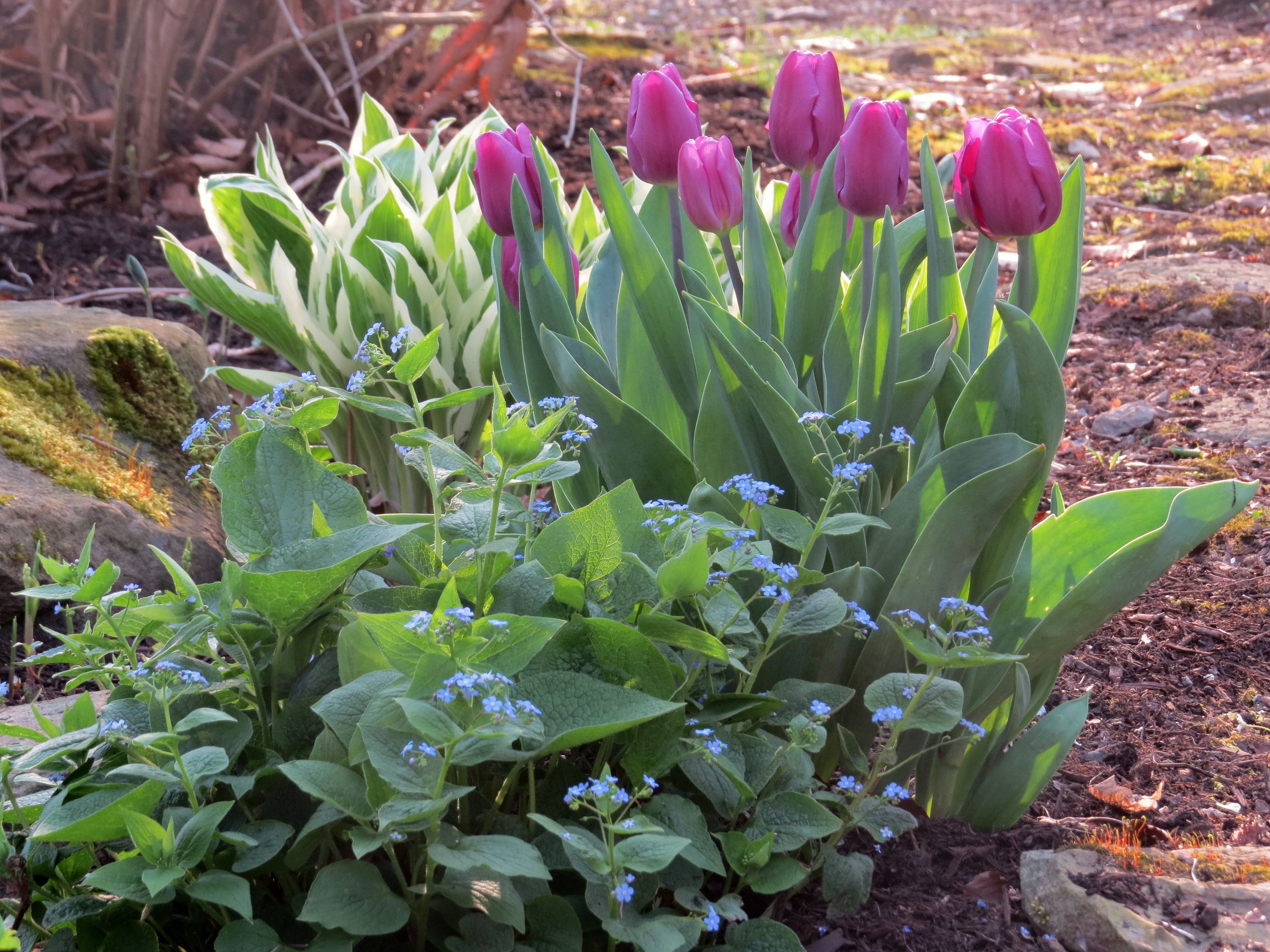 A Beautiful Spring Garden