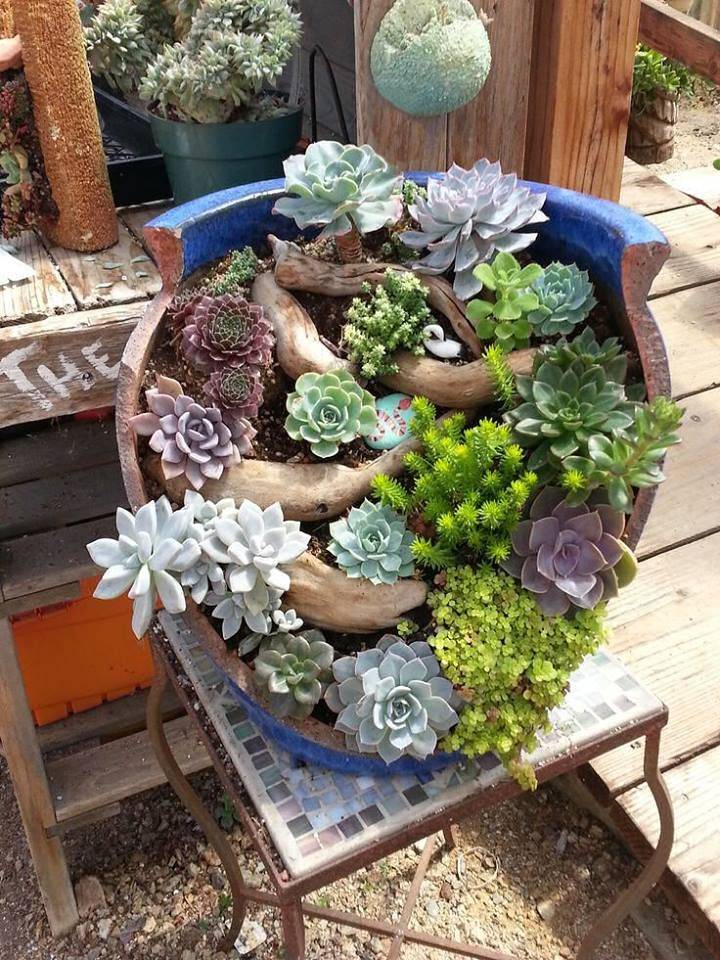 Tiny Baby Succulents