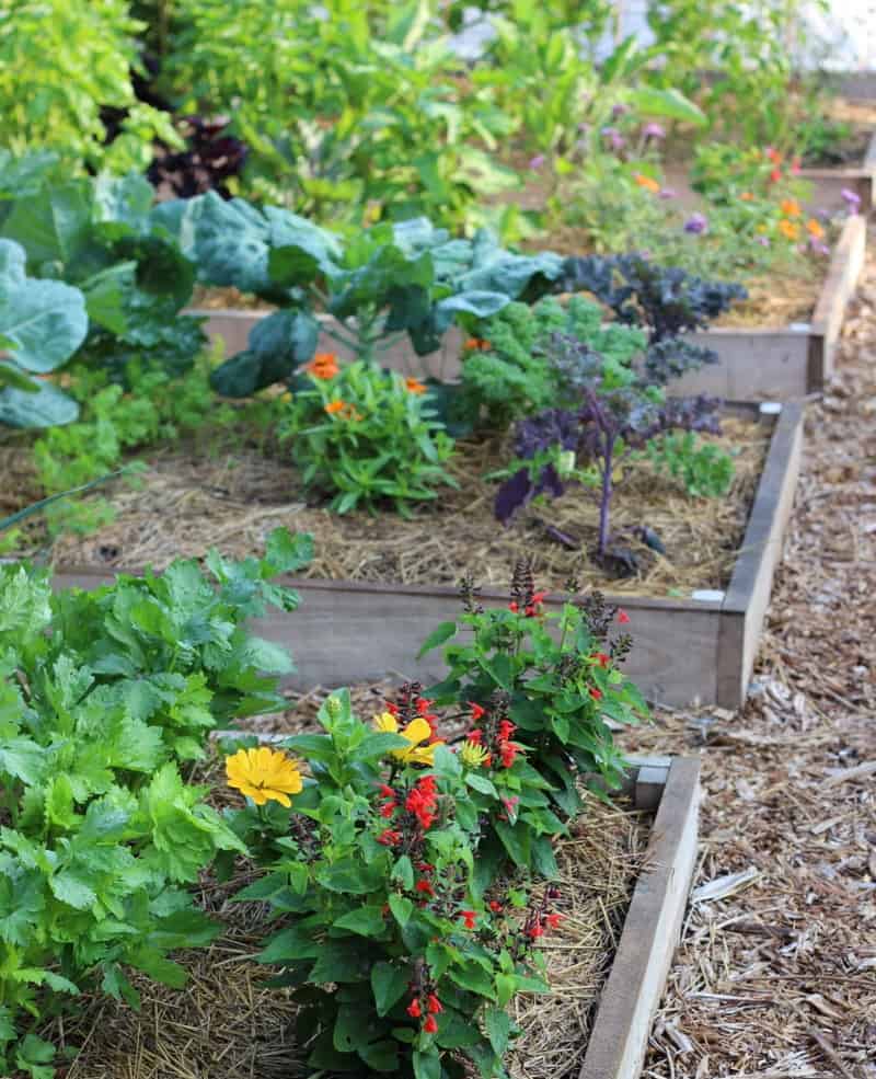 Organic Spring Vegetables Ready