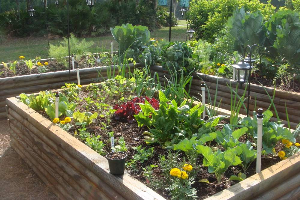 Vegetable Home Garden Plans