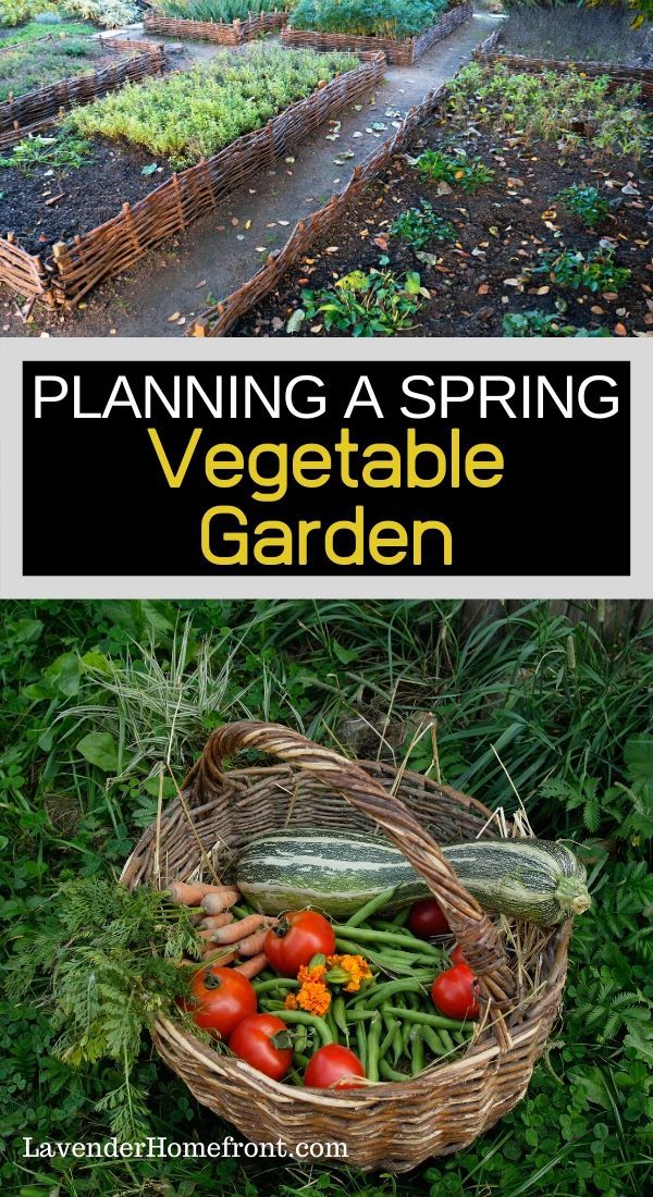What To Plant In Spring Vegetable Planting Guide