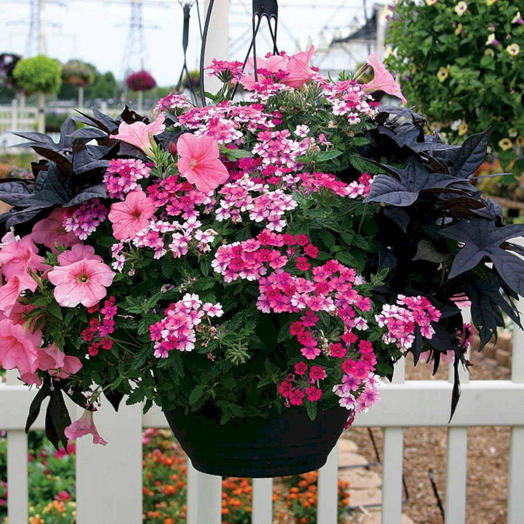 Most Beautiful Container Garden Combination Ideas Youll Love