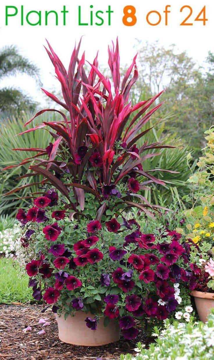 Most Beautiful Container Garden Combination Ideas You Will Love