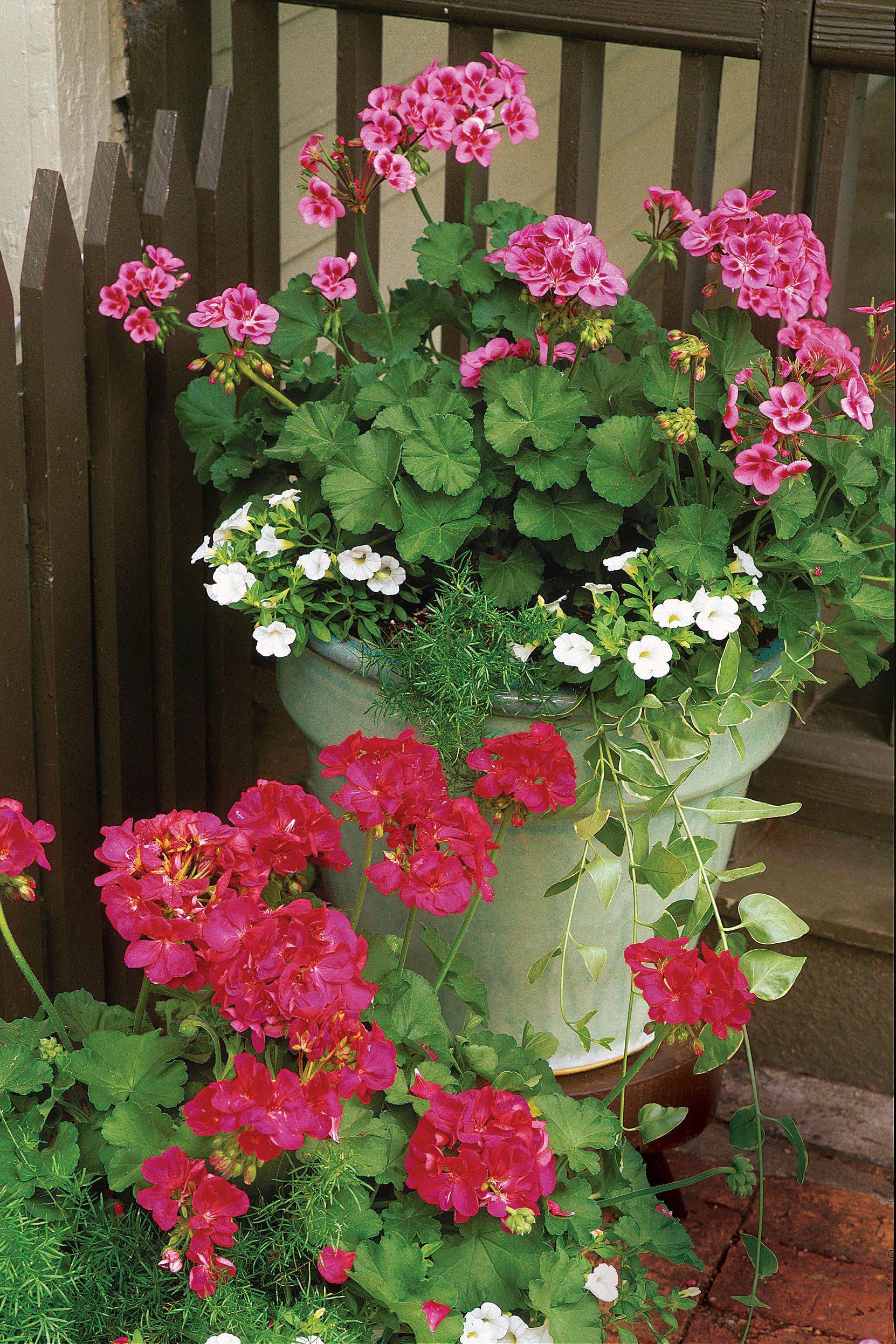 23 Container Garden with Geraniums Ideas To Consider | SharonSable