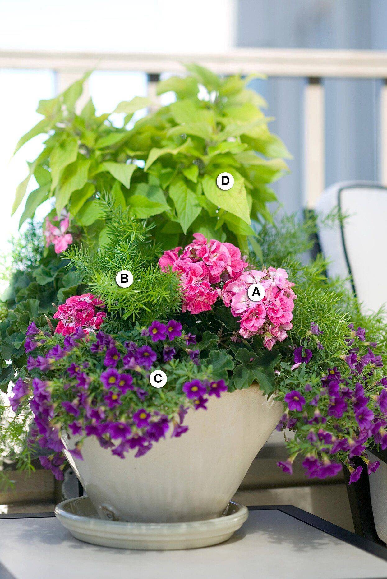 Alyssum Container Gardening