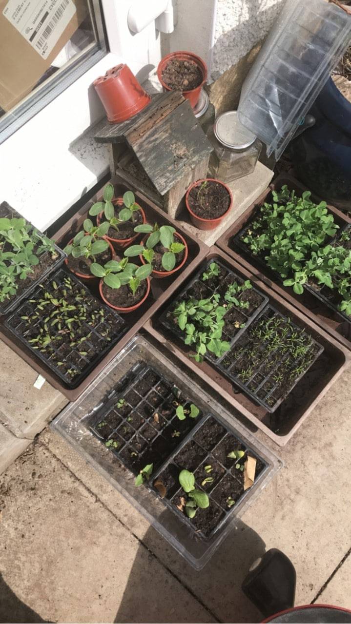 20 Small Garden Seed Planters Ideas To Try This Year SharonSable