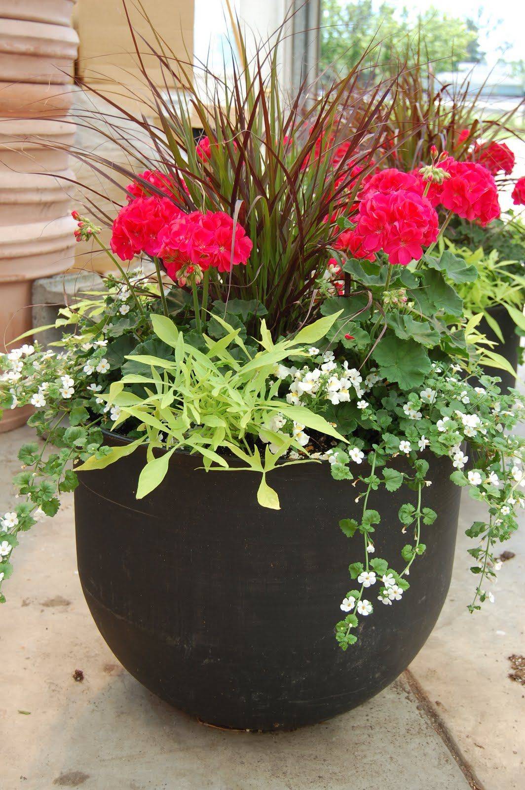 Most Beautiful Container Gardening Flowers Ideas