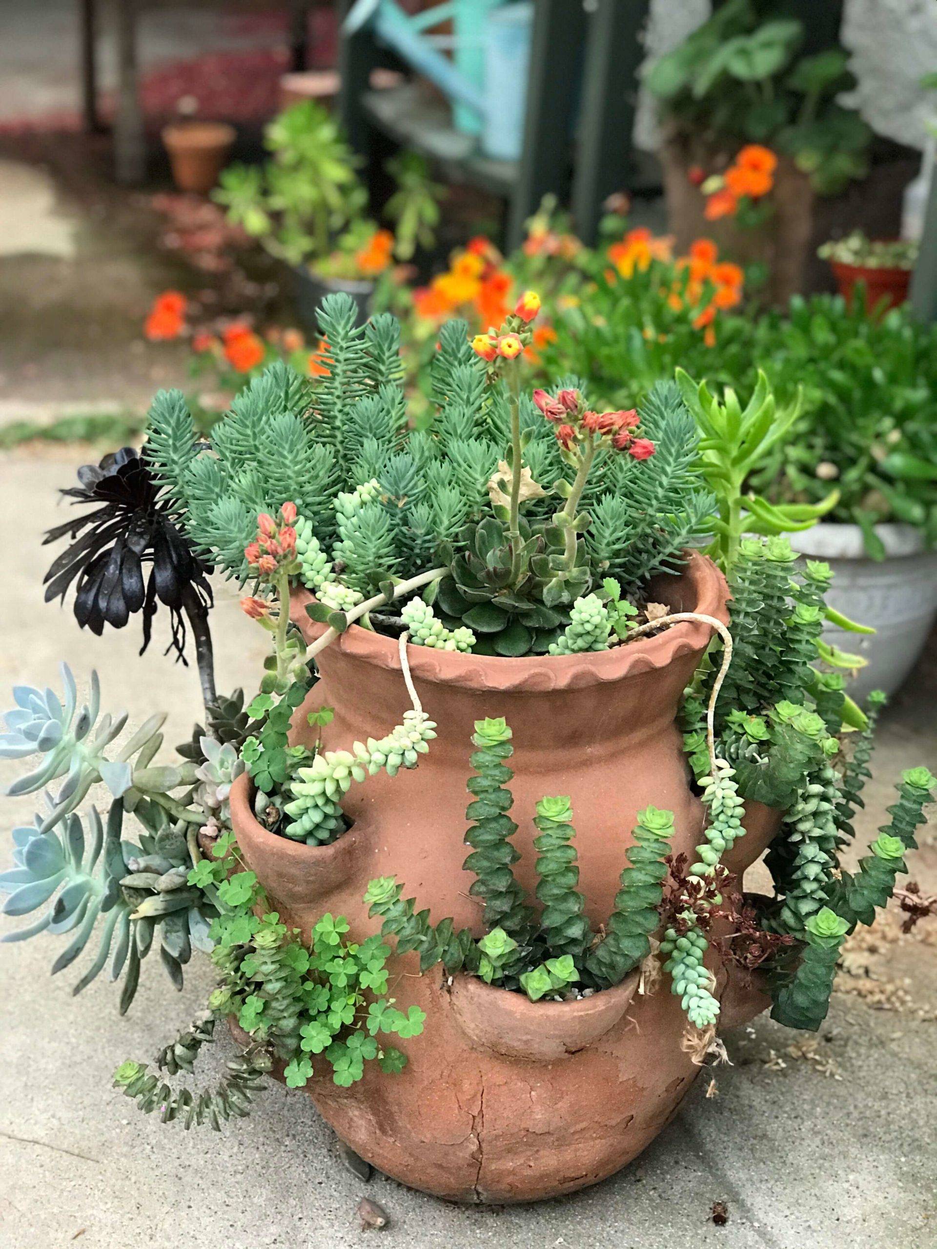 Sky Garden Succulent Herb Planter Flower Basket Pot Trough Box Plant