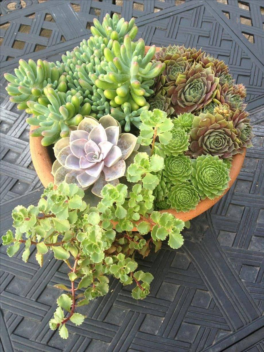 Beautiful Outdoor Succulent Planter Ideas