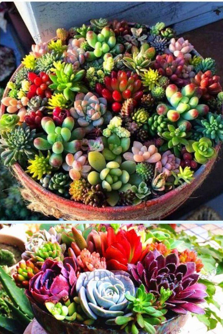 Beautiful Succulent Gardens