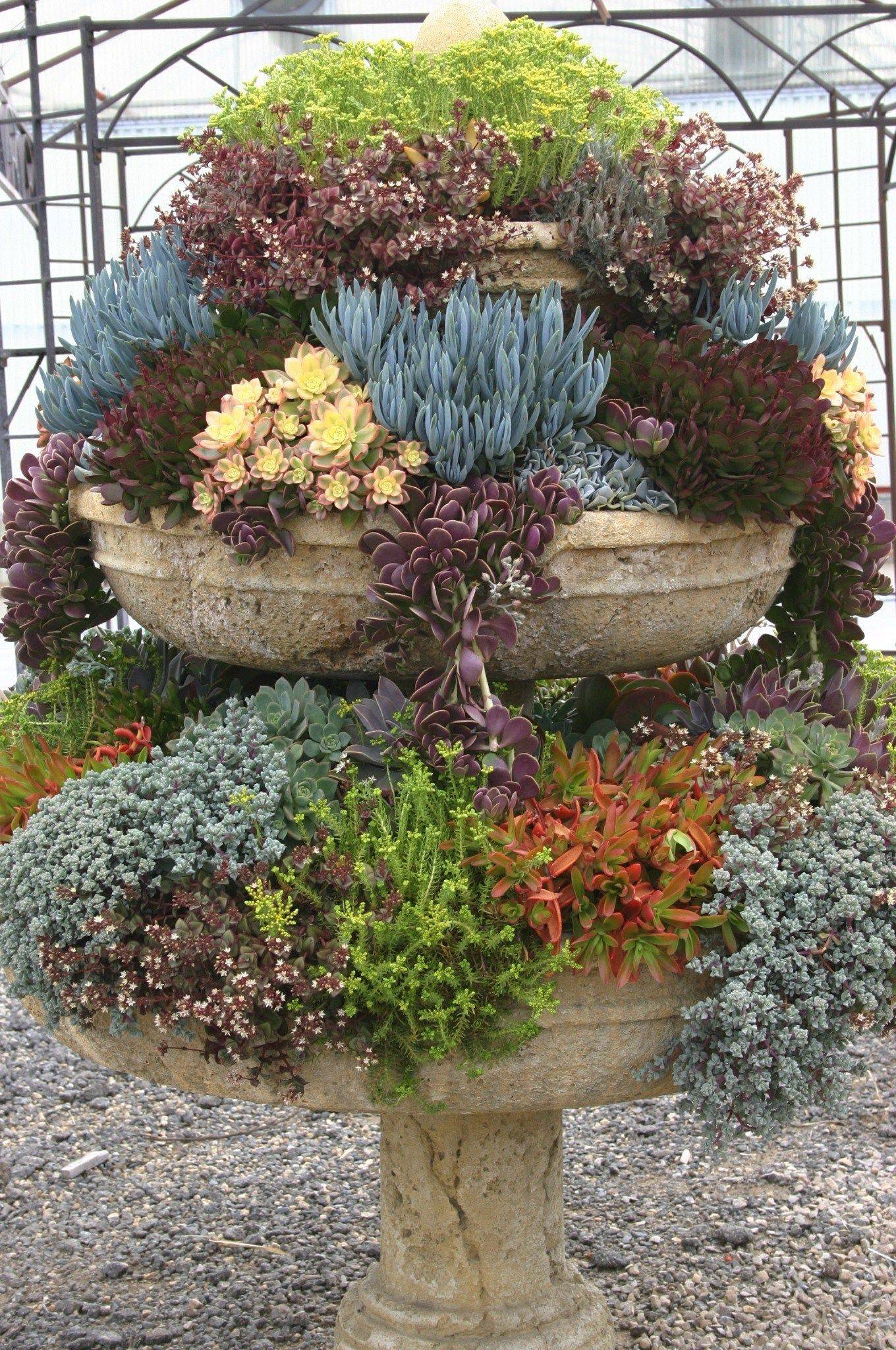 Beautiful Succulent Gardens