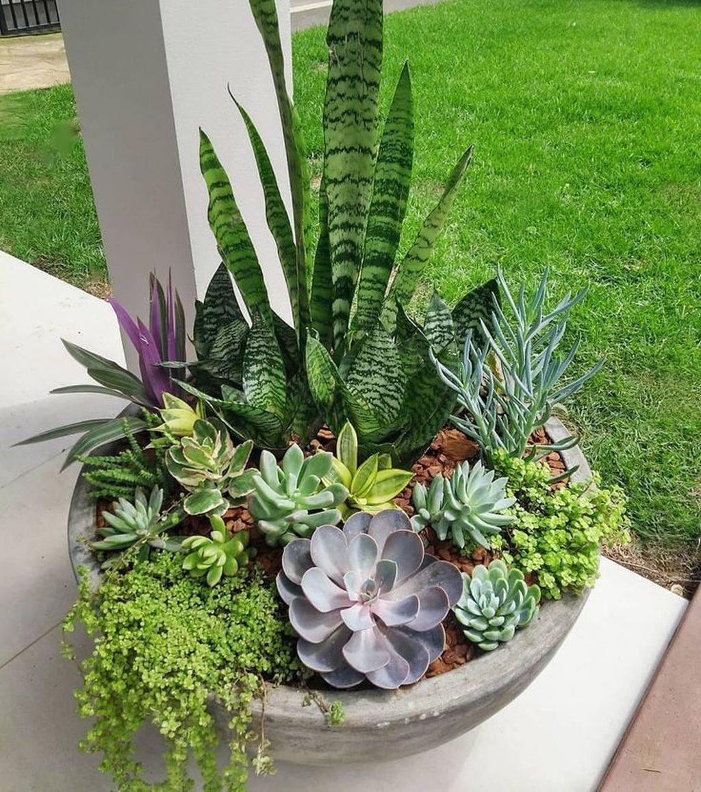 Succulent Container Gardens