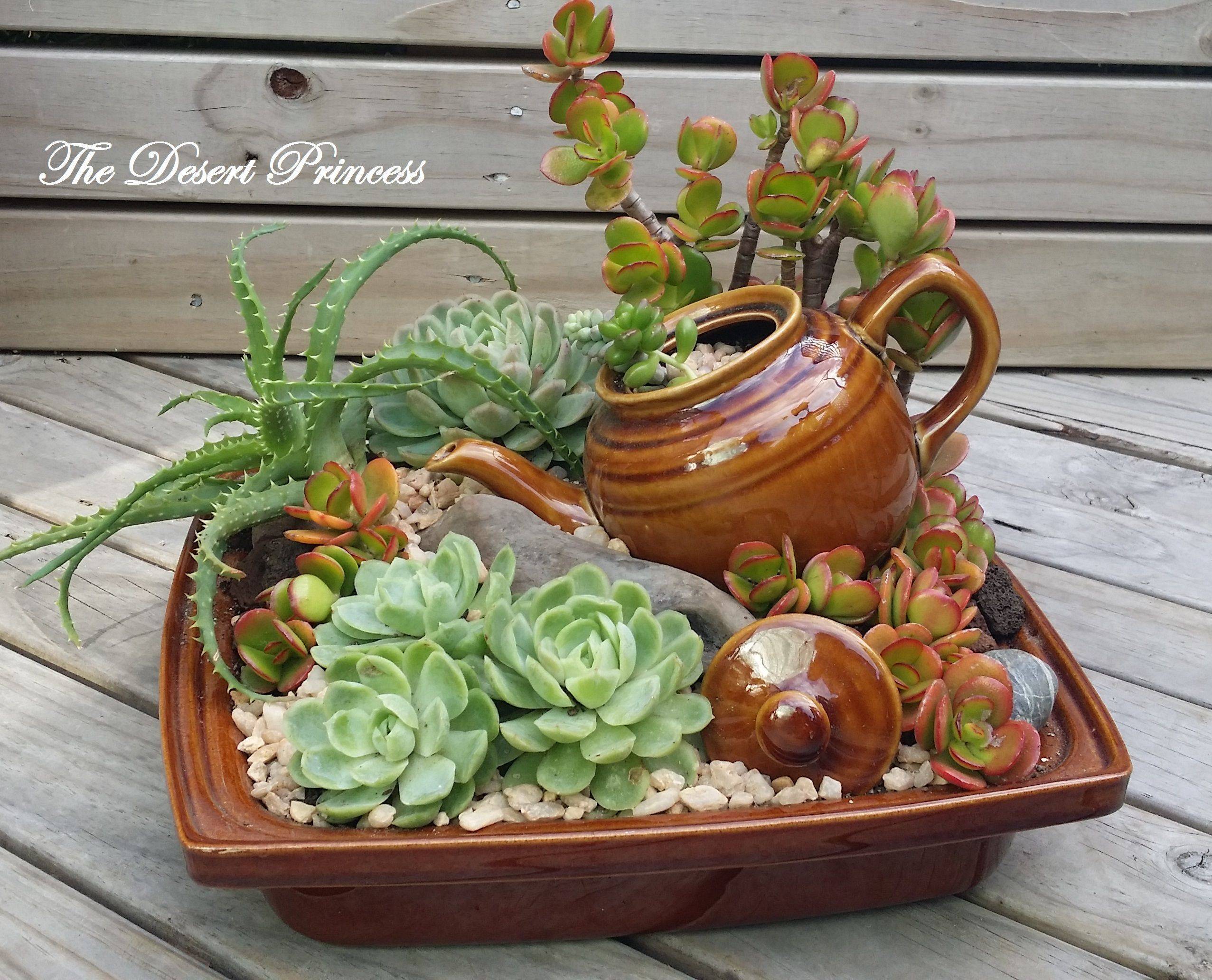 Colorful Succulent Container Garden Ideas