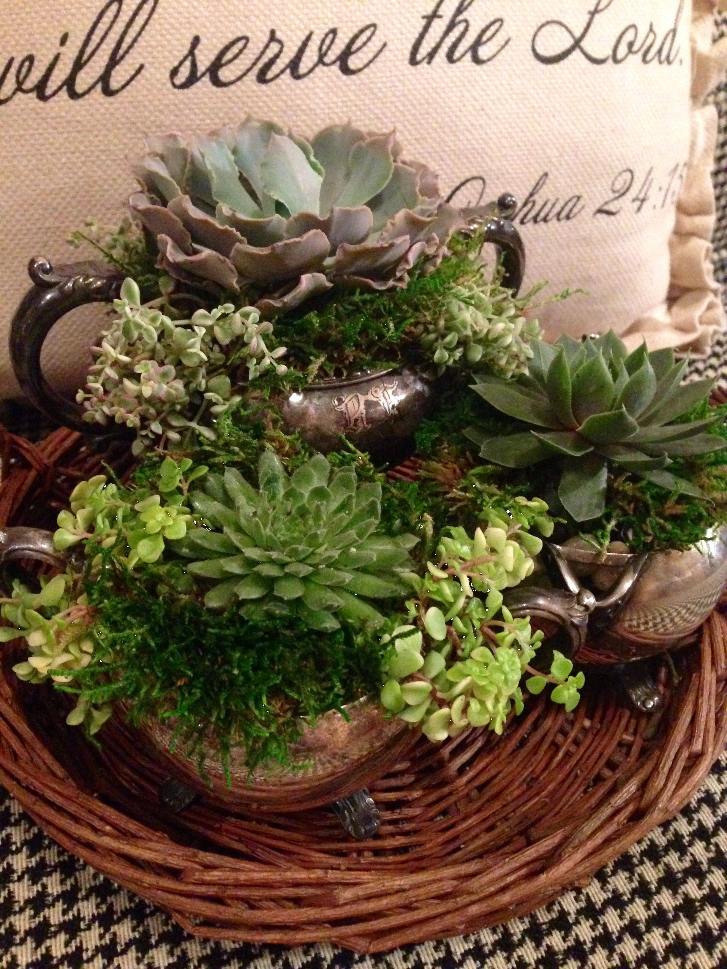 Succulent Dish Garden Variety