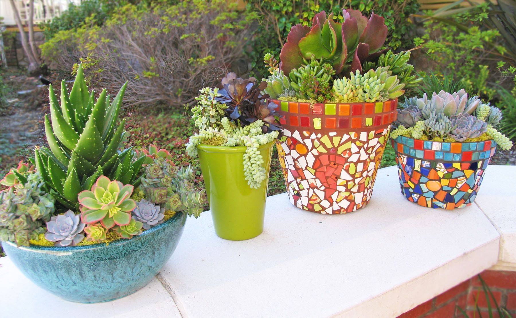 Cactus Dish Garden