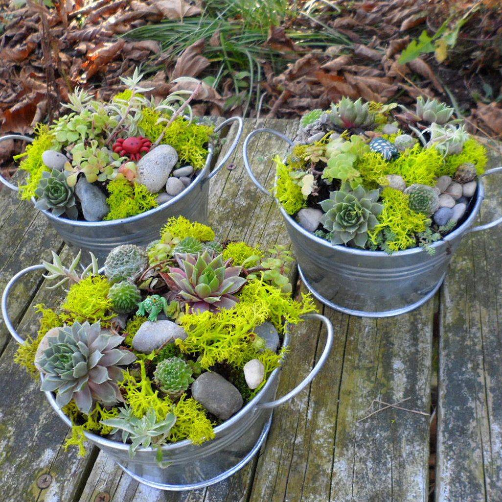 Succulent Dish Garden