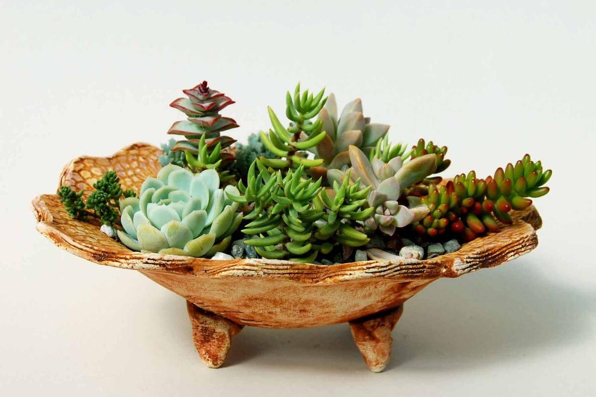 Succulent Dish Gardens