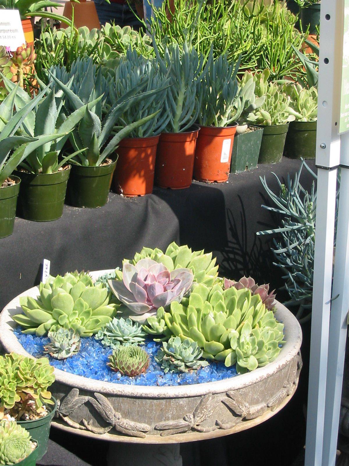 Succulent Container Garden Plans