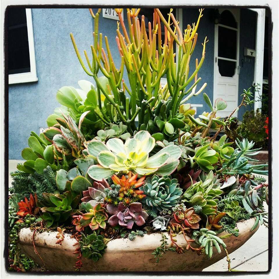 Succulent Dish Garden Dish Garden
