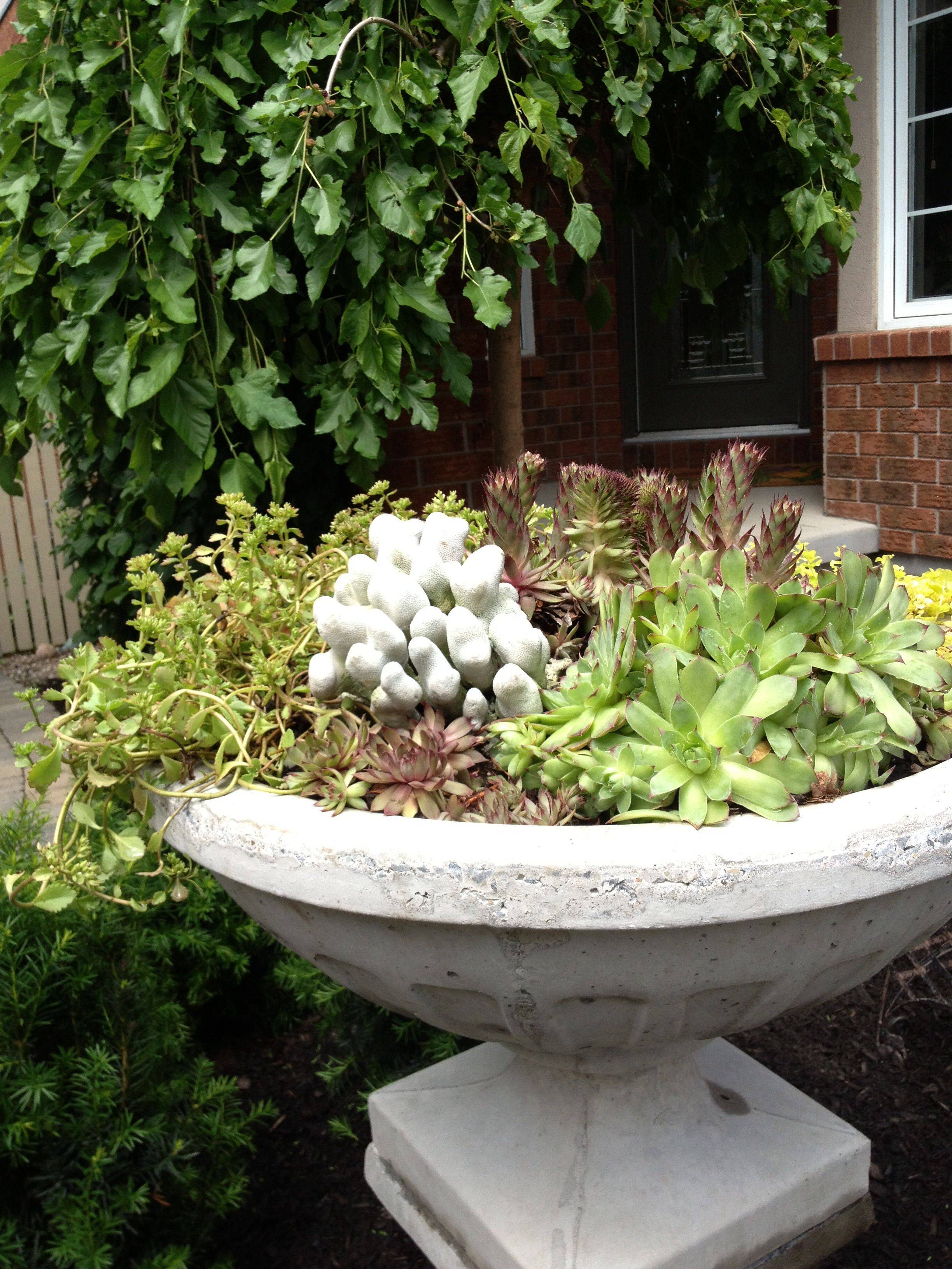 Succulent Dish Garden
