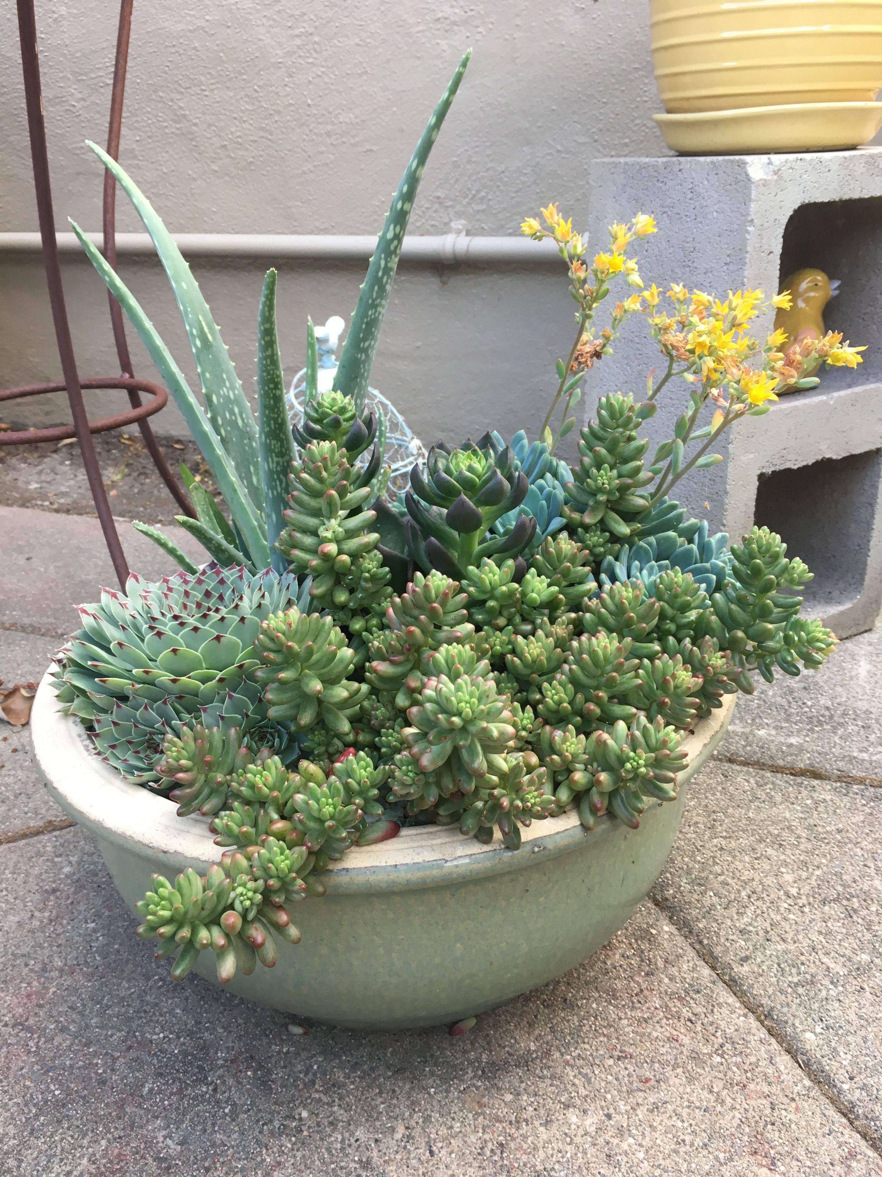 Succulent Dish Garden Succulent Dish Garden