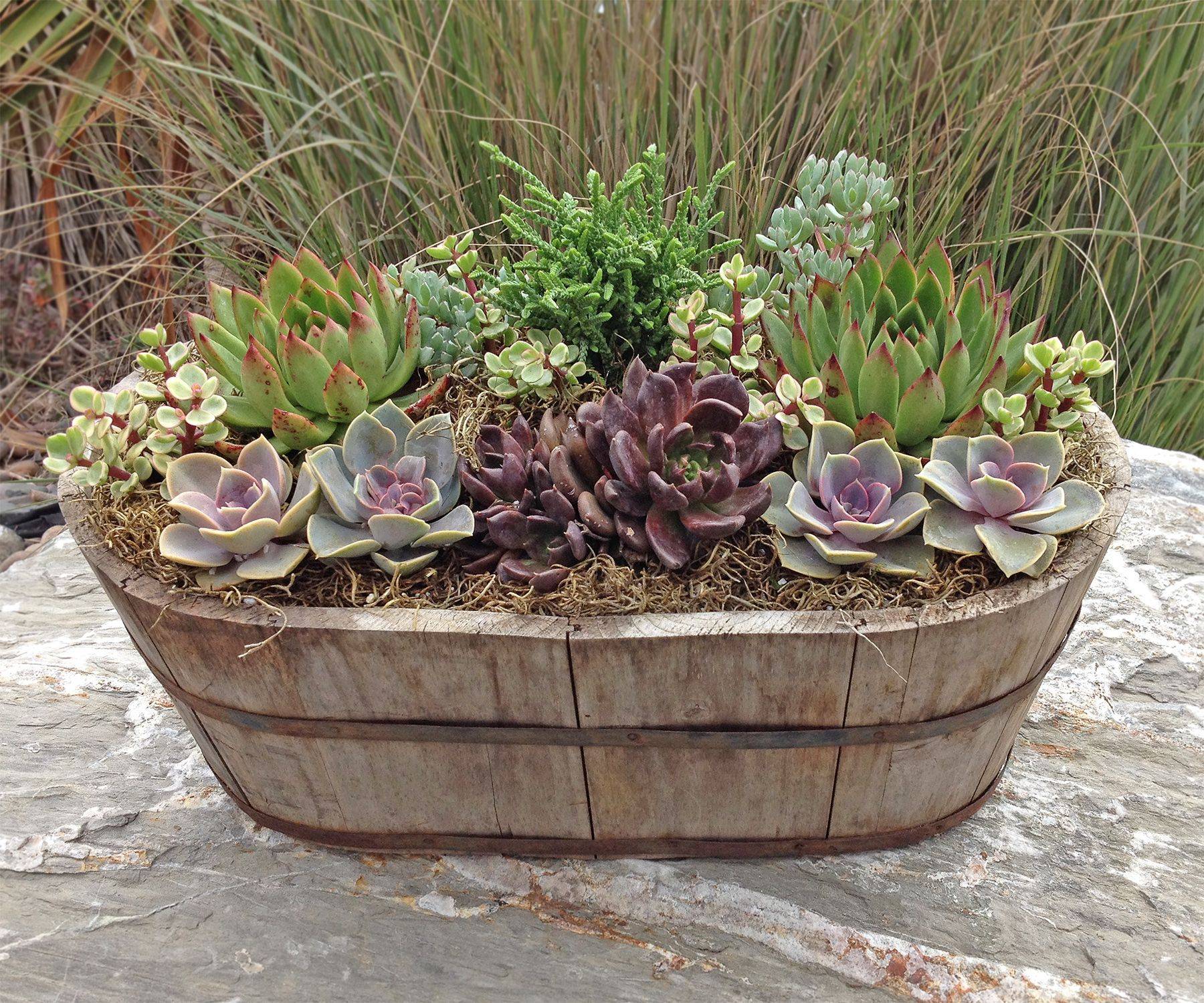 Succulent Dish Garden Succulents