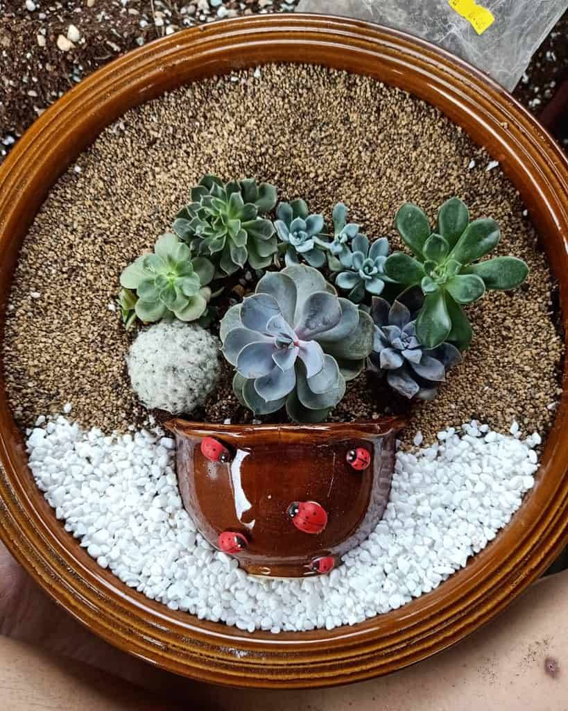 Succulent Dish Garden