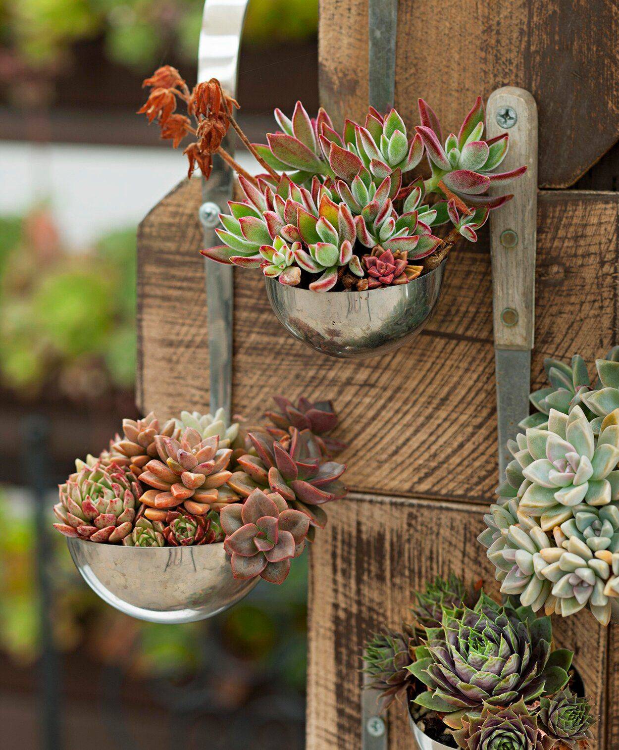 Succulent Dish Garden