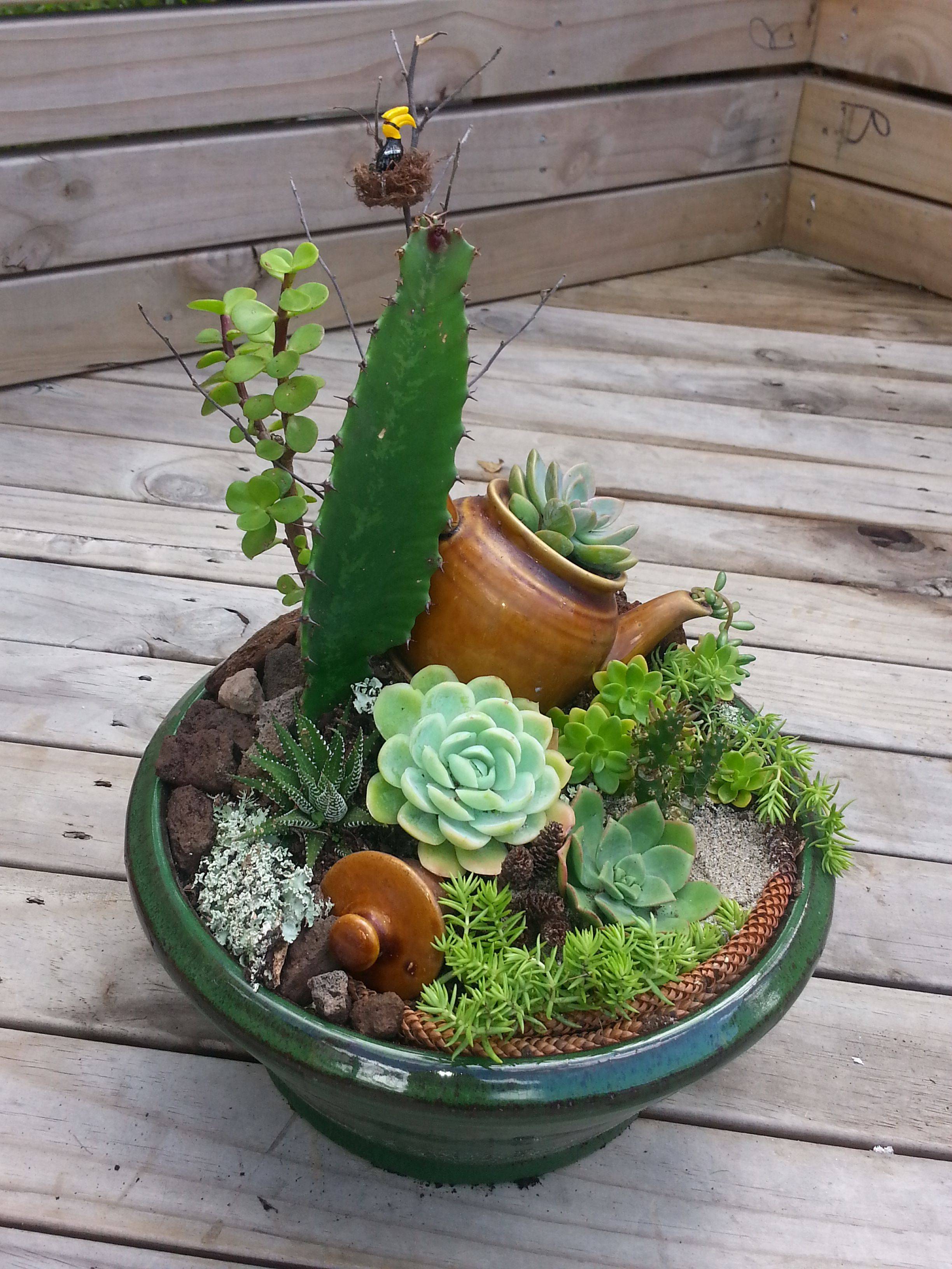 Succulent Dish Garden