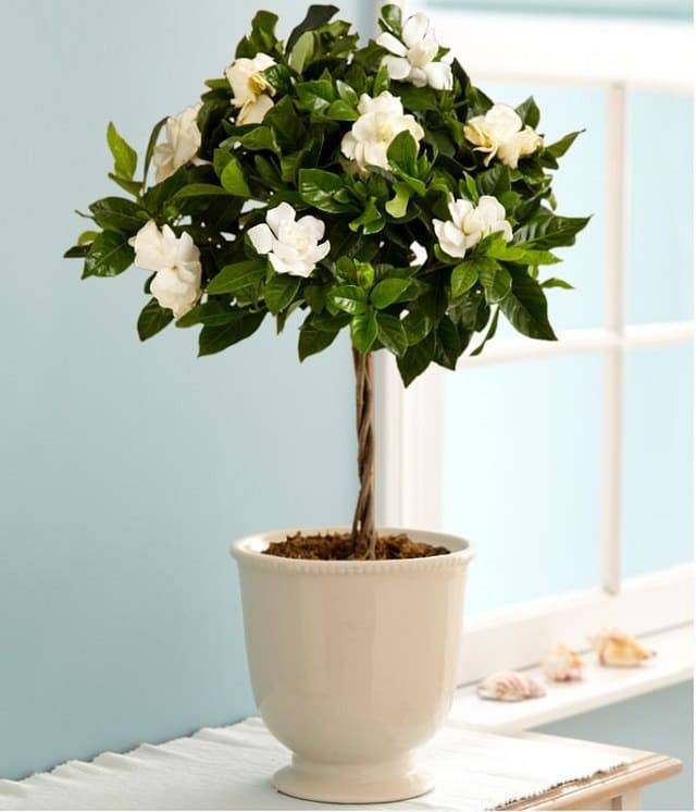 Wonderful Summer Container Garden Flower Ideas Page