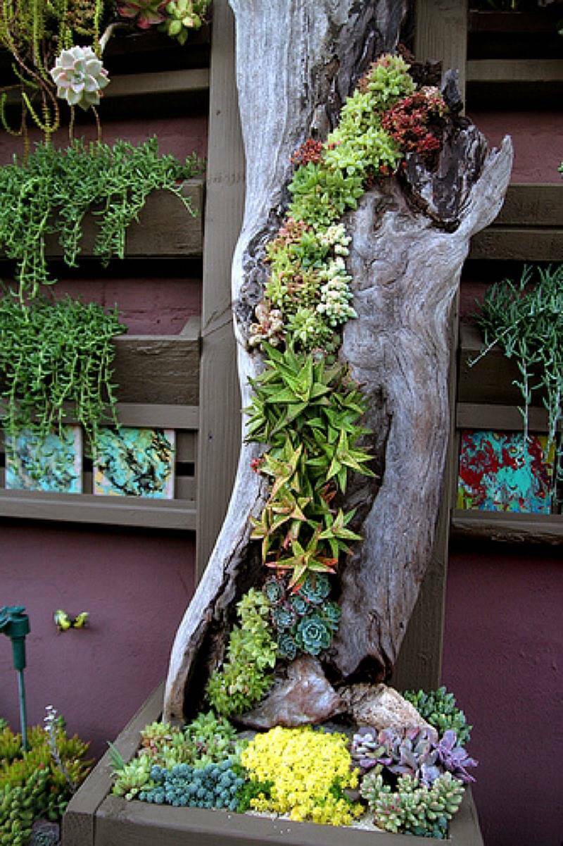 Succulent Planting Ideas