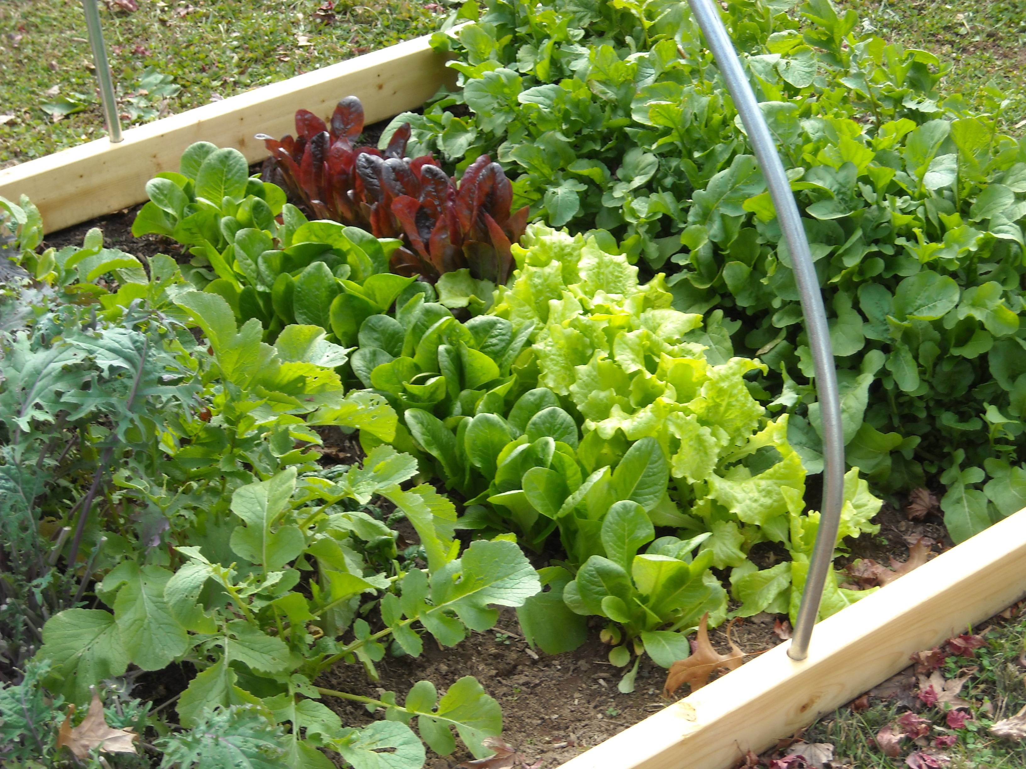 Family Veggie Garden