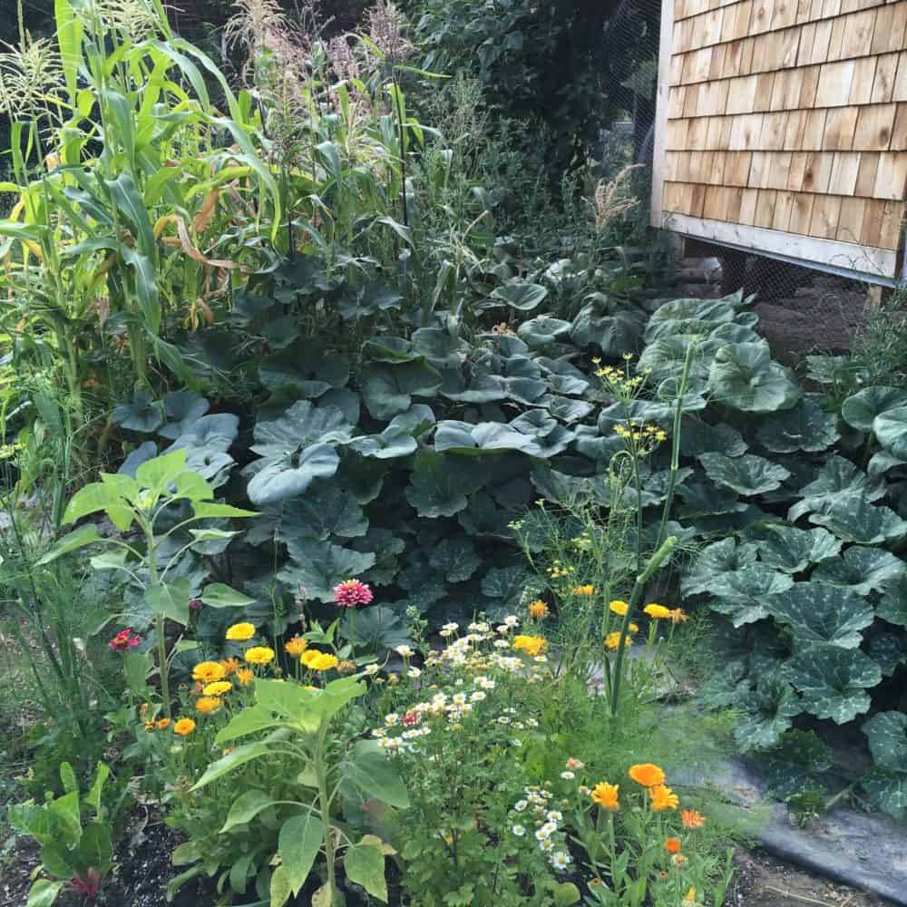 Stunning Vegetable Garden Ideas Family Food Garden Vegetable Garden