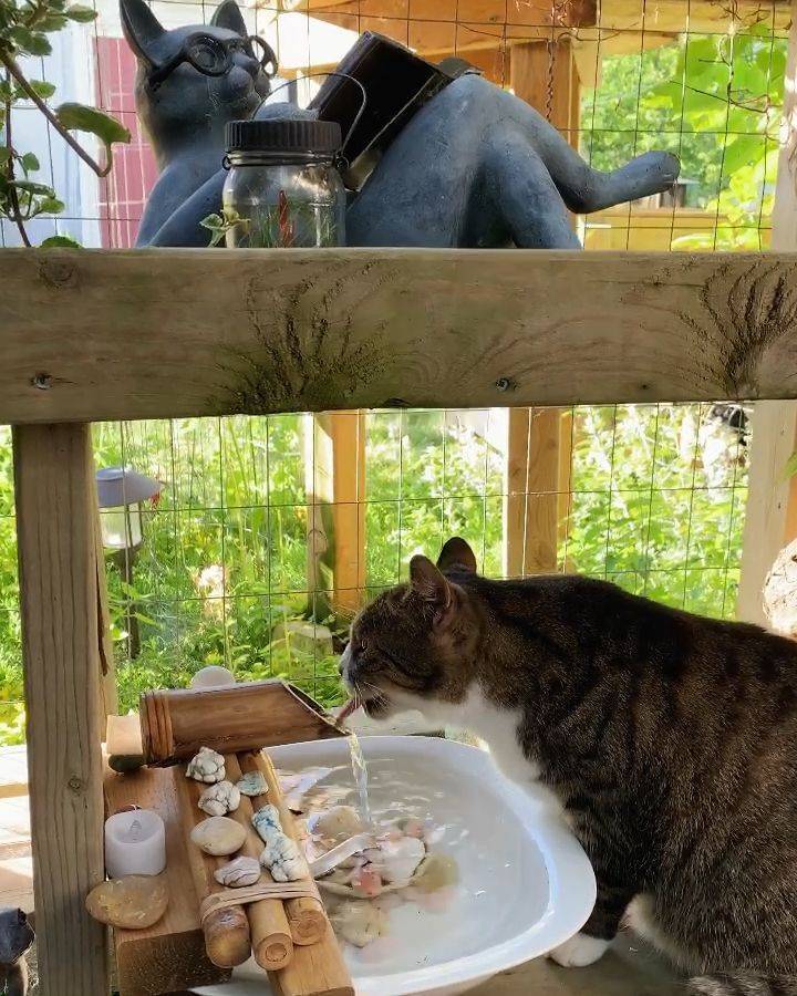A Catsafe Garden