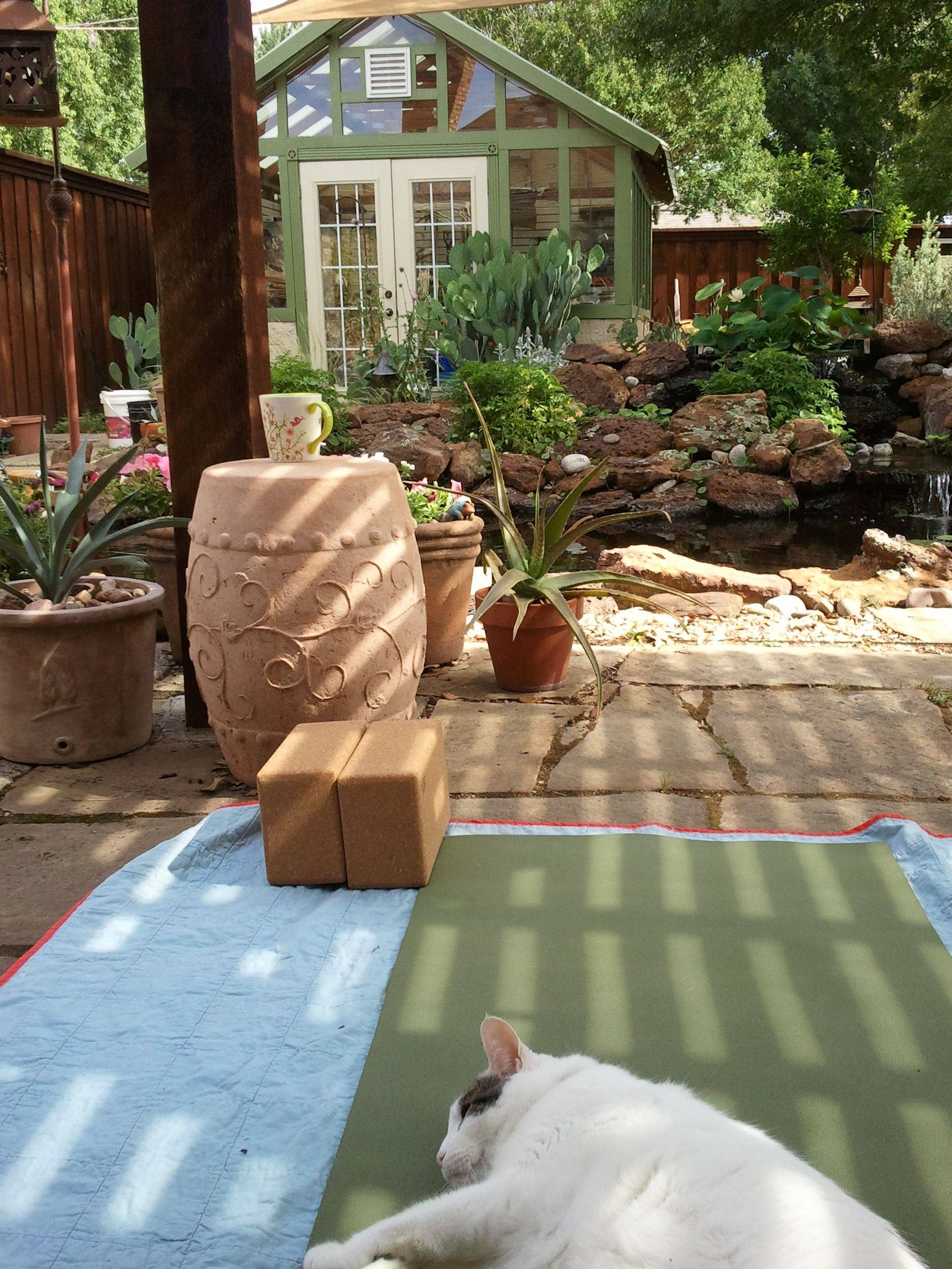 20 Cat Zen Garden Ideas You Must Look SharonSable