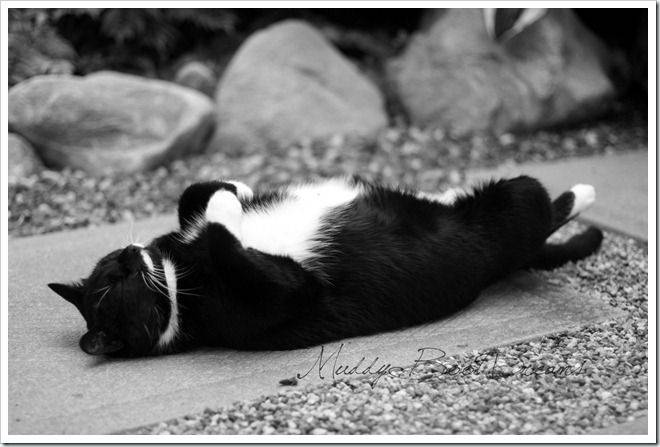 Zen Garden Litter Box Zen Garden