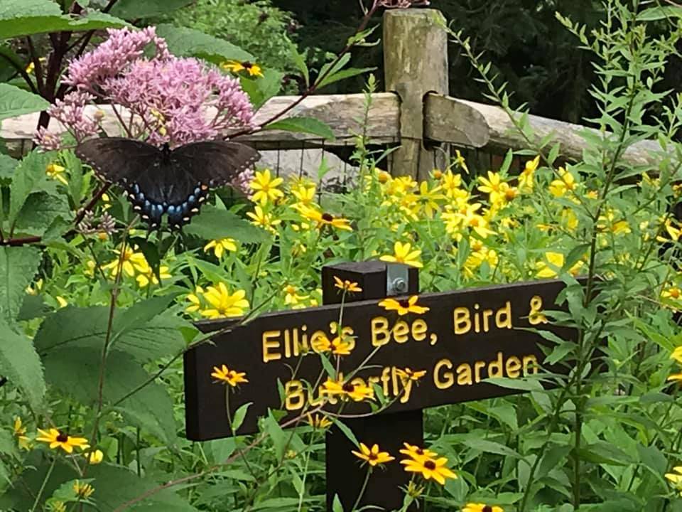 Most Elegant And Stunning Butterfly Garden