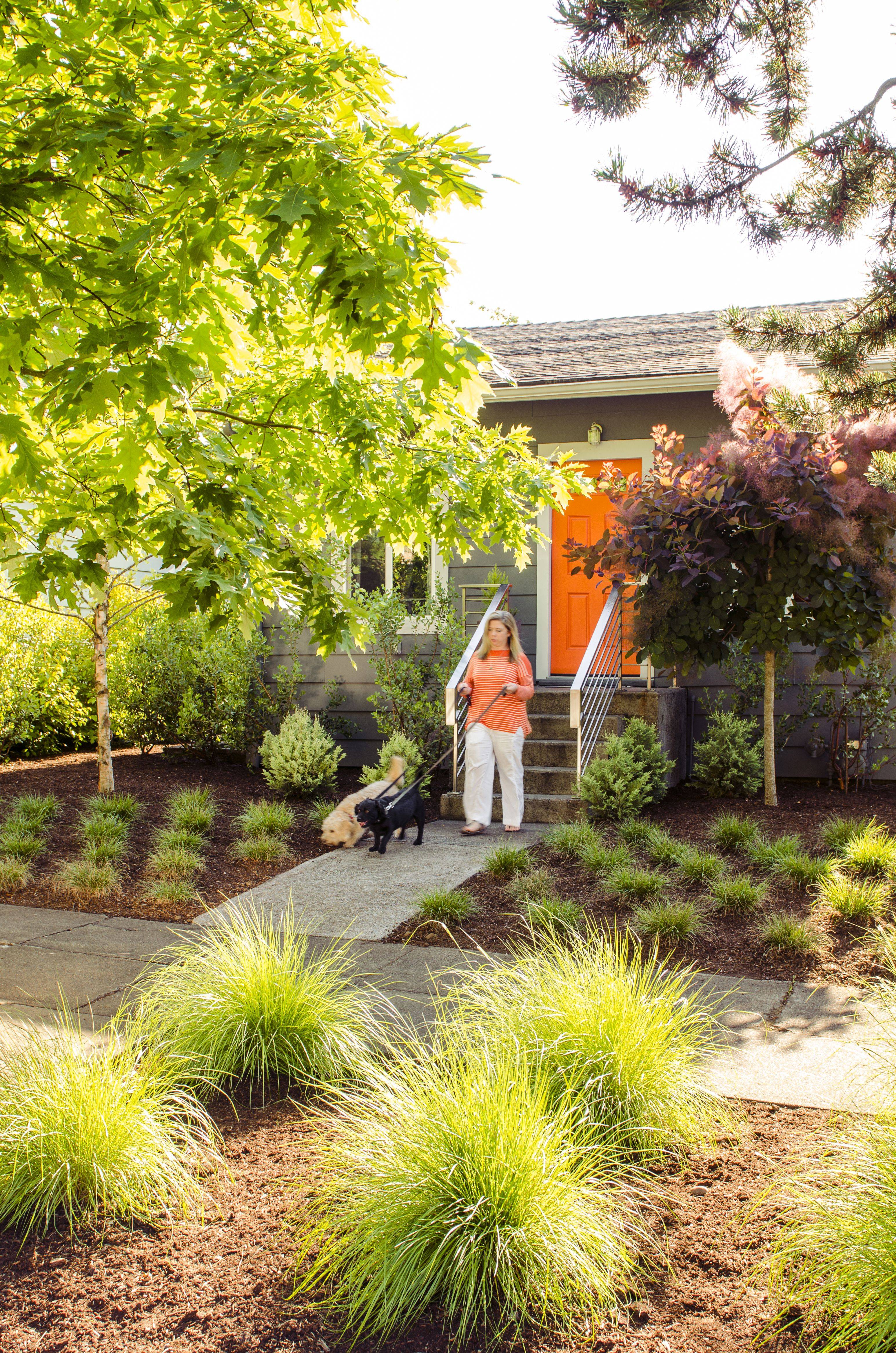 Pet Friendly Garden Plants