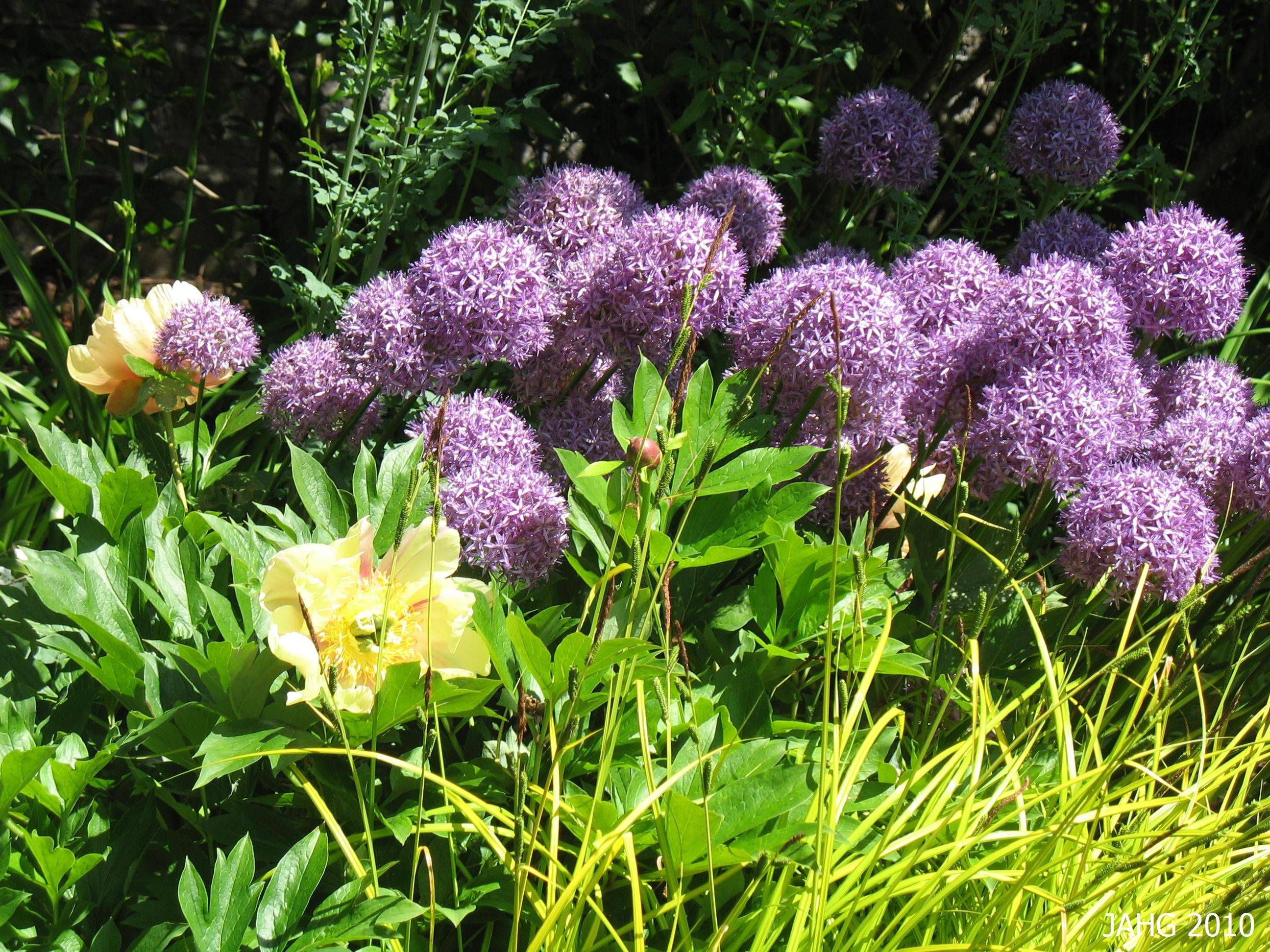 Amazing Alliums Garden Landscape