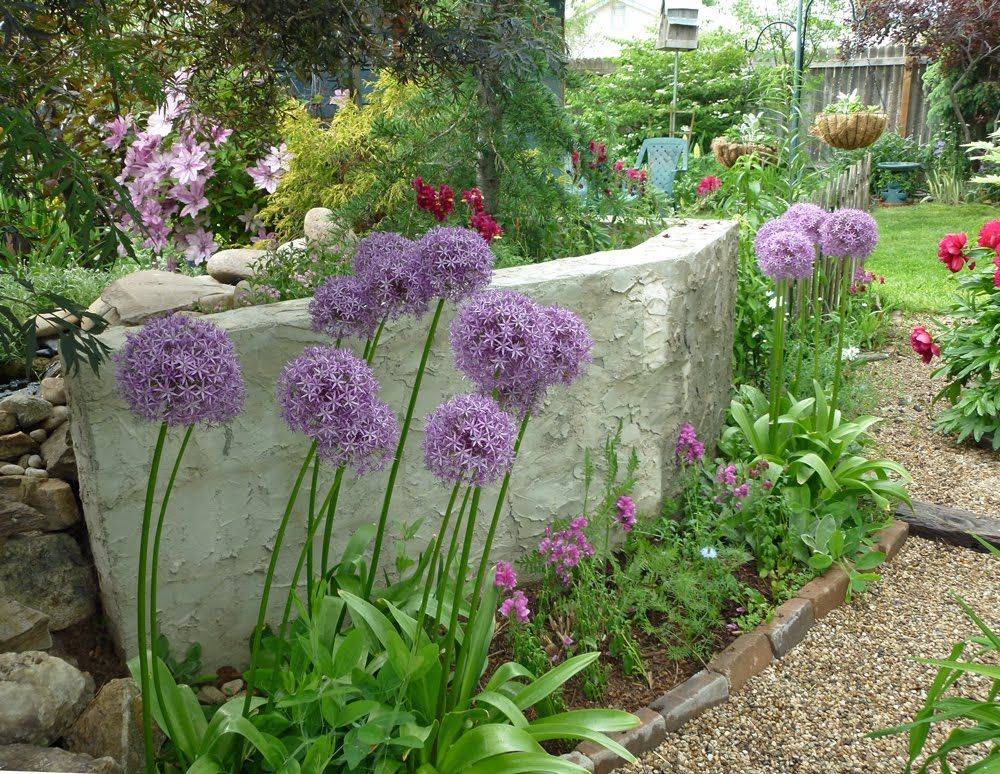 Growing Decorative Onion Best
