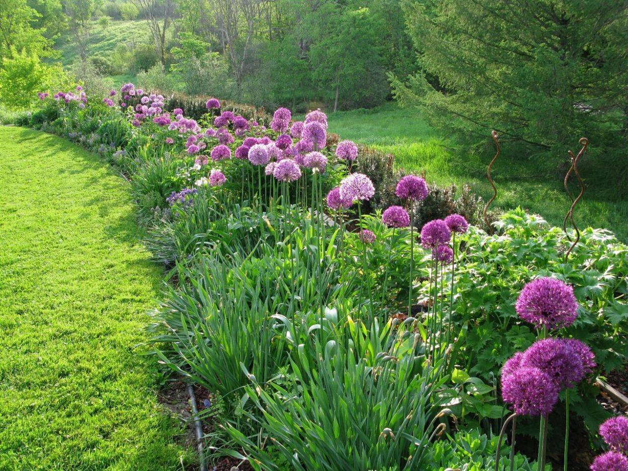 The Balllike Flower Great Ideas