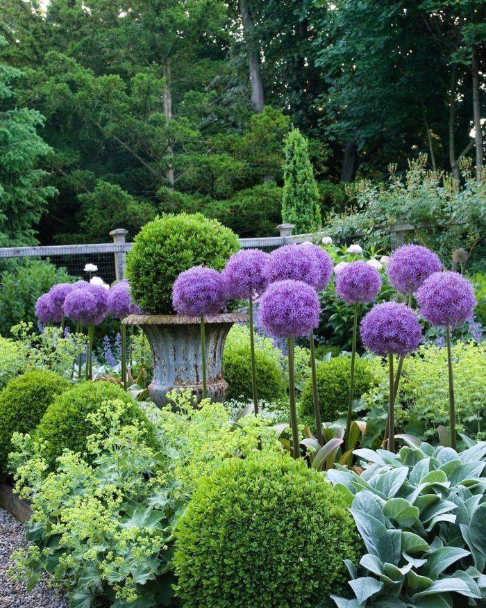 Whimsical Alliums