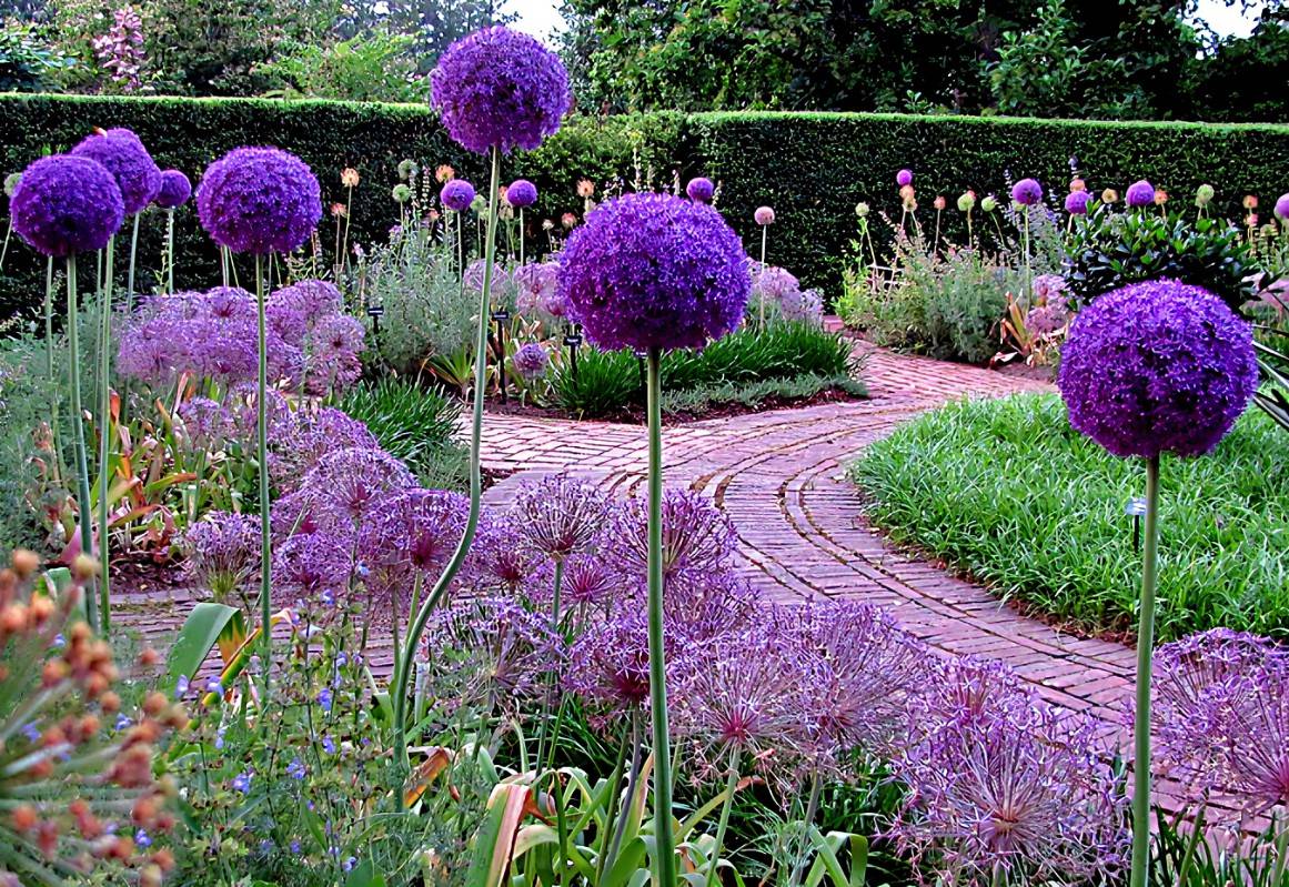 Allium Globemaster