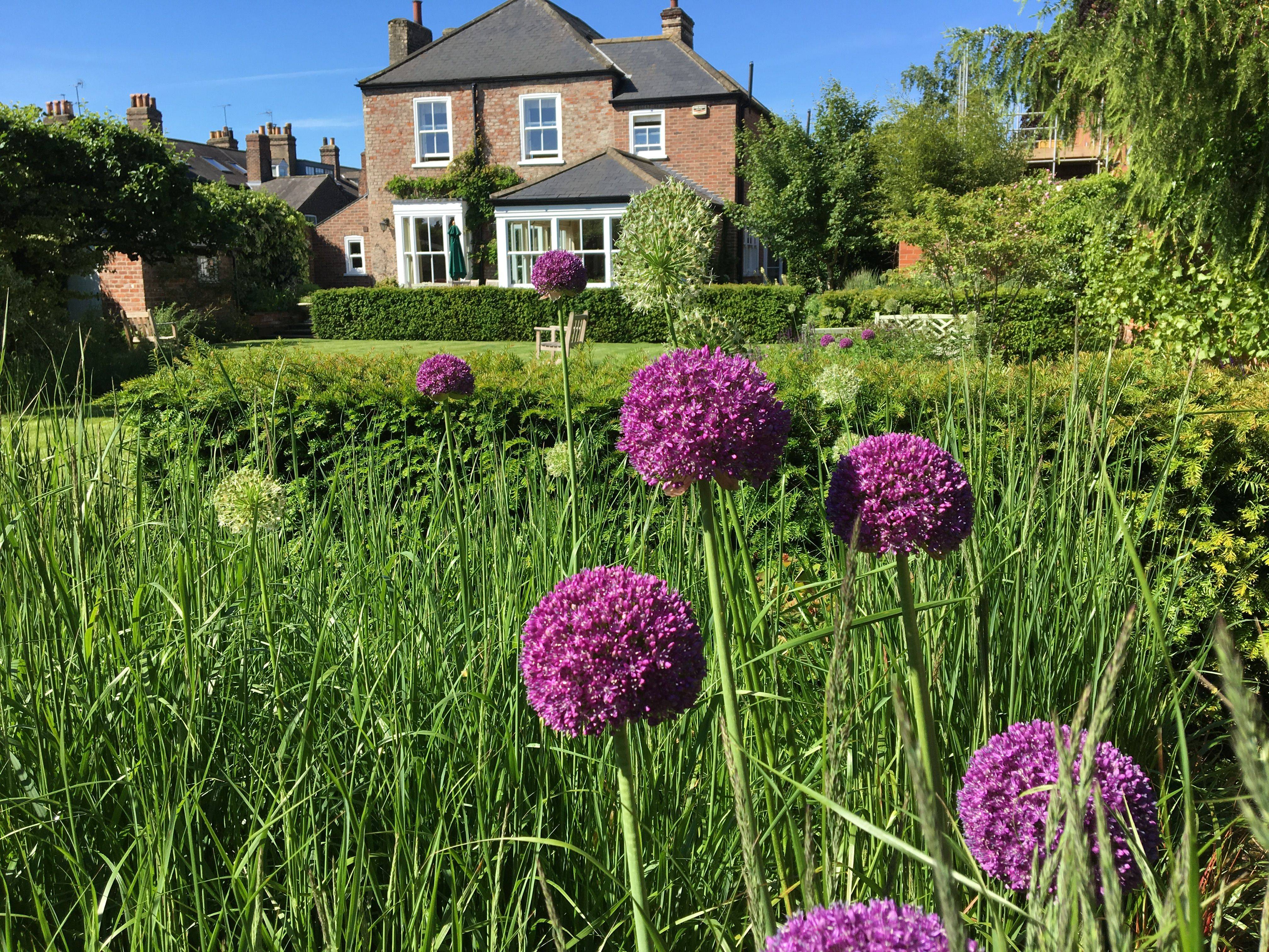 Allium Globemaster