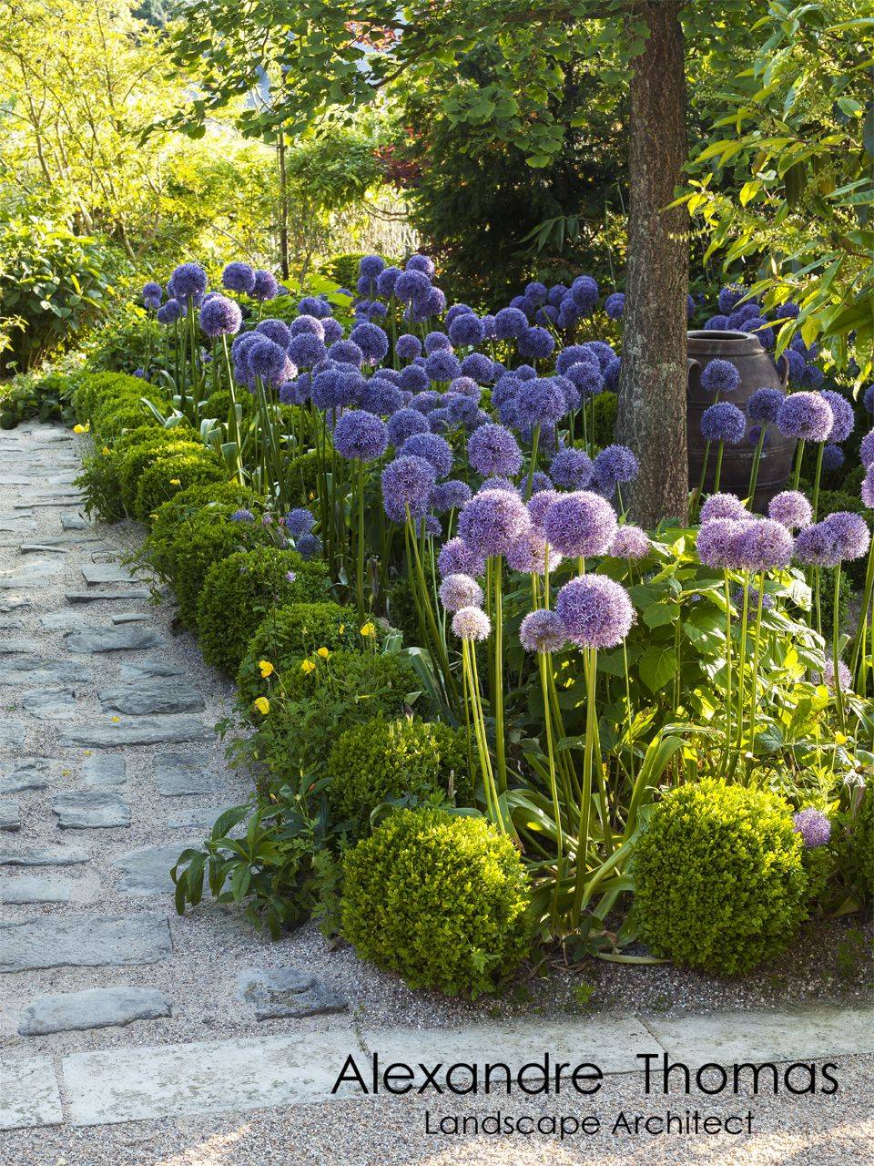 Allium Potagerie Maastricht Google Zoeken Front Yard Landscaping