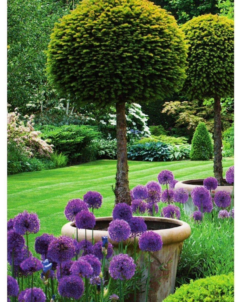 Ornamental Onion